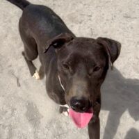 Ready for adoption at Cortez Rescue and Outreach