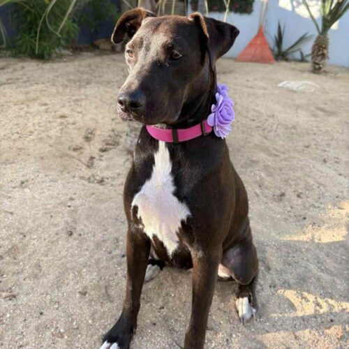 Ready for adoption at Cortez Rescue and Outreach