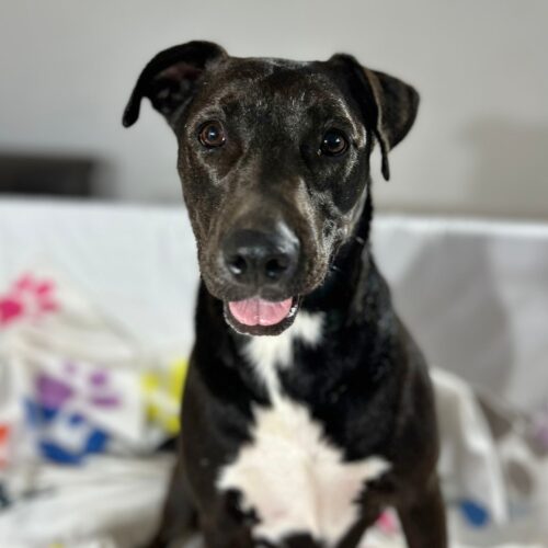 Adopt this pup at Cortez Rescue and Outreach