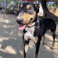 Ready for adoption at Cortez Rescue and Outreach