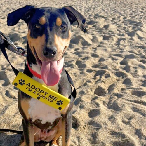 Ready for adoption at Cortez Rescue and Outreach