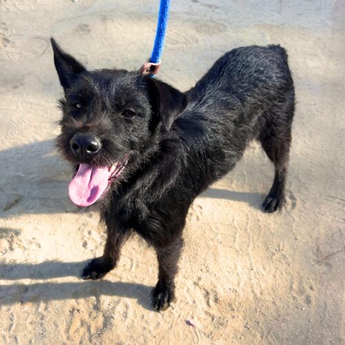 Cleo - Available for adoption with Cortez Rescue and Outreach