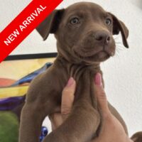 Nisa_Ready for adoption at Cortez Rescue and Outreach