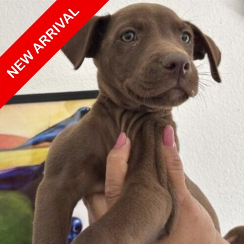 Nisa_Ready for adoption at Cortez Rescue and Outreach