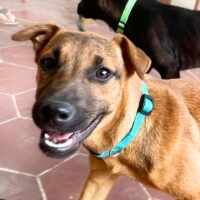 Ready for adoption at Cortez Rescue and Outreach