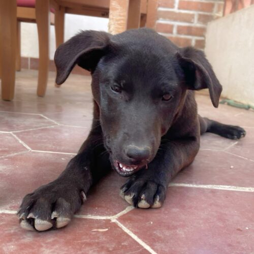 Ready for adoption at Cortez Rescue and Outreach