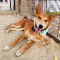 Ready for adoption at Cortez Rescue and Outreach