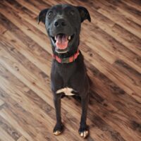 Ready for adoption at Cortez Rescue and Outreach