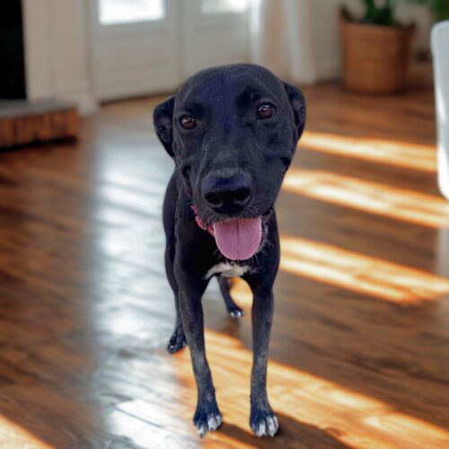 Ready for adoption at Cortez Rescue and Outreach