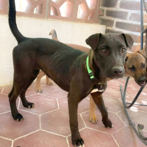 Ready for adoption at Cortez Rescue and Outreach