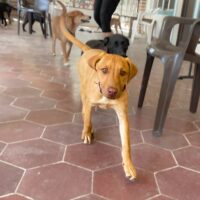 Ready for adoption at Cortez Rescue and Outreach