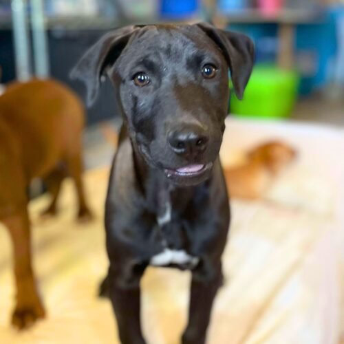 Ready for adoption at Cortez Rescue and Outreach