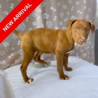 Pumpkin - Available for adoption with Cortez Rescue and Outreach