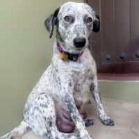 Ready for adoption at Cortez Rescue and Outreach