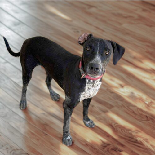 Ready for adoption at Cortez Rescue and Outreach