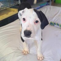 Ready for adoption at Cortez Rescue and Outreach