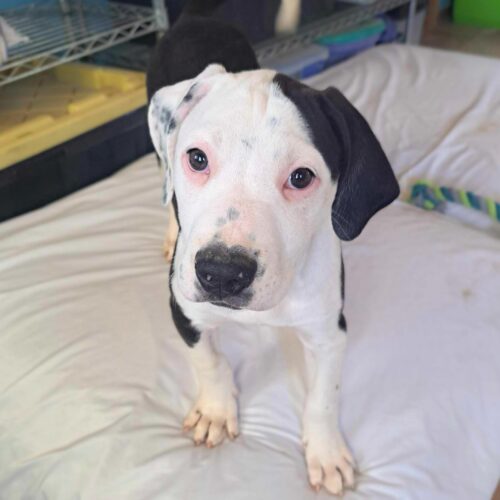 Ready for adoption at Cortez Rescue and Outreach