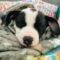 Snoopy