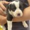Snoopy