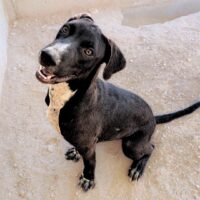 Ready for adoption at Cortez Rescue and Outreach