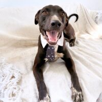 This dog is ready for adoption at Cortez Rescue and Outreach