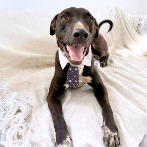 This dog is ready for adoption at Cortez Rescue and Outreach