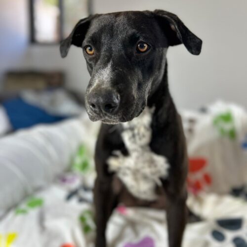 Adopt this pup at Cortez Rescue and Outreach