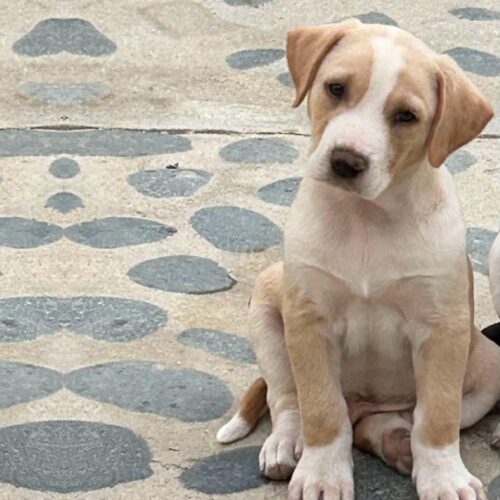 Ready for adoption at Cortez Rescue and Outreach