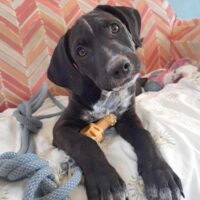 Ready for adoption at Cortez Rescue and Outreach