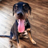 Ready for adoption at Cortez Rescue and Outreach