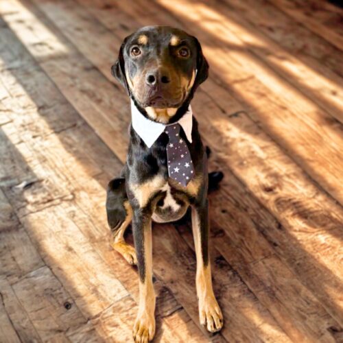 This dog is ready for adoption at Cortez Rescue and Outreach