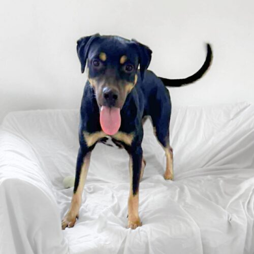 This dog is ready for adoption at Cortez Rescue and Outreach