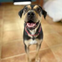 Ready for adoption at Cortez Rescue and Outreach