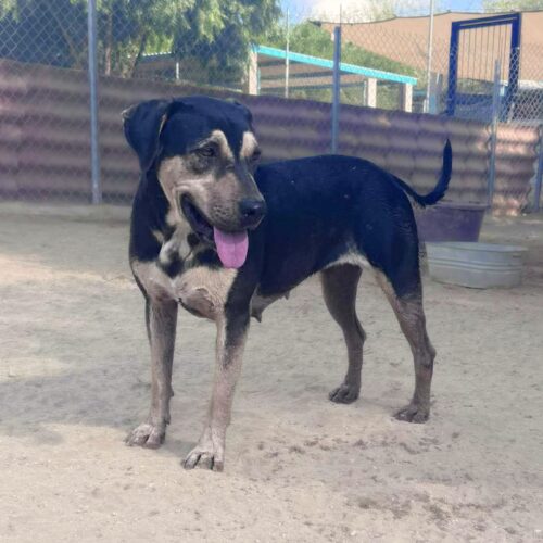 Ready for adoption at Cortez Rescue and Outreach