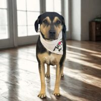 Adopt this dog at Cortez Rescue and Outreach