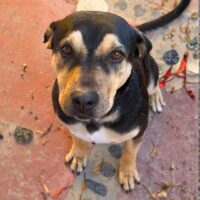 Adopt this dog at Cortez Rescue and Outreach