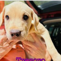 Ready for adoption at Cortez Rescue and Outreach