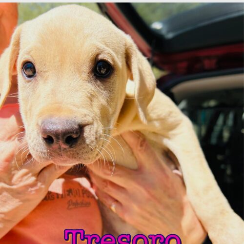 Ready for adoption at Cortez Rescue and Outreach