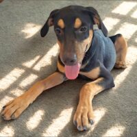 Ready for adoption at Cortez Rescue and Outreach