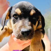 Ready for adoption at Cortez Rescue and Outreach