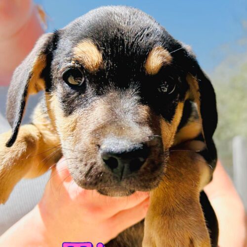 Ready for adoption at Cortez Rescue and Outreach