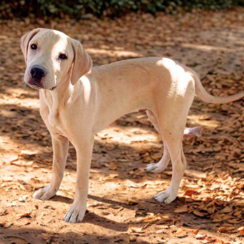 Ready for adoption at Cortez Rescue and Outreach