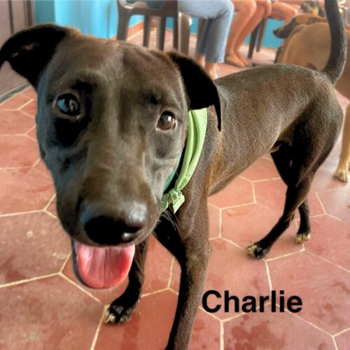 Ready for adoption at Cortez Rescue and Outreach