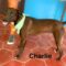 Charlie