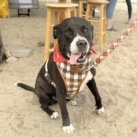 This dog is ready for adoption at Cortez Rescue and Outreach