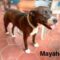 Mayah