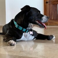 Ready for adoption at Cortez Rescue and Outreach