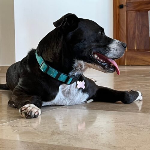 Ready for adoption at Cortez Rescue and Outreach