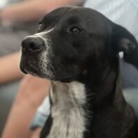 Ready for adoption at Cortez Rescue and Outreach