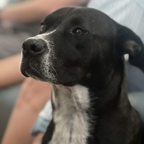 Ready for adoption at Cortez Rescue and Outreach